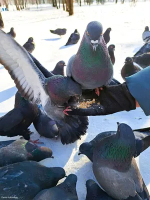 Абакан | Чем занимались голуби в одном из парков Абакана - БезФормата