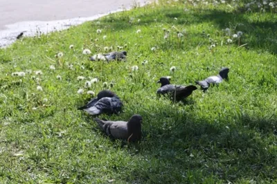 Эксперт рассказал, чем опасны находящиеся рядом с человеком голуби |  Общество | Аргументы и Факты