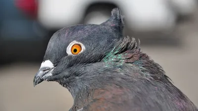 Геномы голубей рассказали биологам об их общем предке