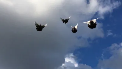Курские голуби – история, описание внешности, летные качества, уход