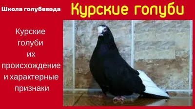 Курские голуби г.Азов - YouTube