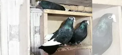 Курские голуби купить в Узловой | Животные и зоотовары | Авито