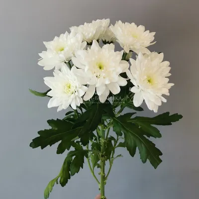 Кустовая хризантема фото