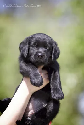 щенки лабрадор ретривер щенок палевый мальчик 21 день \u003e Stella Amore  Labradors, Минск ~ Щенки лабрадор ретривер