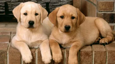 Лабрадор (35 фото) | Raza labrador, Cachorros de labrador, Perro labrador