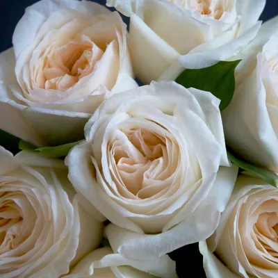 Букет 11 роз (1 метр) заказать с доставкой в Челябинске - салон «Дари Цветы»