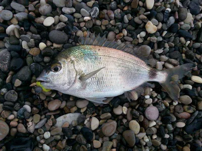 Рыба Ласкирь: описание, виды, образ жизни, среда обитания и размножение