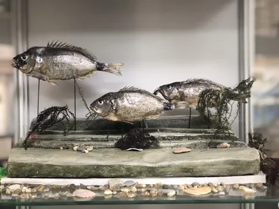 Морской карась (ласкирь) - Gelendzhik Museum