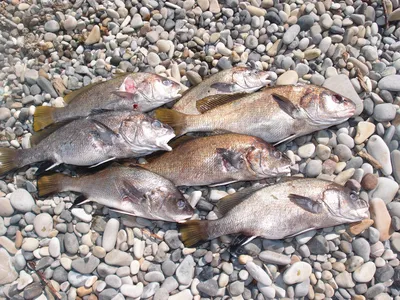 Рыба горбыль черноморский | Смотреть 59 фото бесплатно
