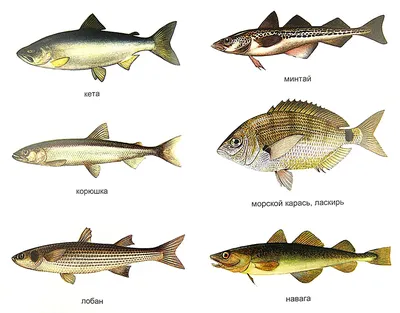 Иллюстрация 1 из 1 для Рыбалка для начинающих. Как и на что ловить рыбу |  Лабиринт - книги. Источник: Лабиринт