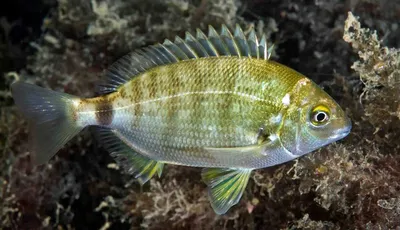 Рыба Ласкирь: описание, виды, образ жизни, среда обитания и размножение