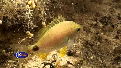 Ласкирь, морской карась. Diplodus annularis. Annular seabream - YouTube