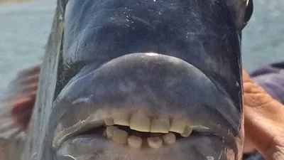 Зубы карася - 23 фото: смотреть онлайн
