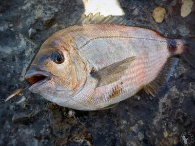 Ласкирь рыба - 27 фото: смотреть онлайн