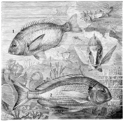 Энцилопедия \"Жизнь животных\" (А. Брем, 1958). Семейство спаровые, или  морские караси