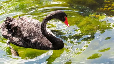 Бесплатное изображение: красивые, черный, Лебедь, птица, водные птицы,  Природа, Дикая природа, вода