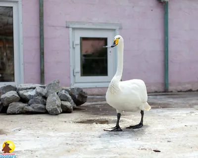 Лебедь | Барнаульский зоопарк «Лесная сказка»