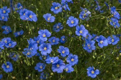Фото лен синий цветок - бесплатные картинки на Fonwall