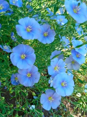 Семена Лен голубая мечта цветов Льна цветы Семко 2 уп. по 0… Семко 38603423  купить в интернет-магазине Wildberries