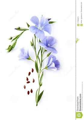 Лен многолетний Небесный, семена цветы за 30 ₽ купить в интернет-магазине  KazanExpress