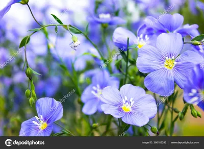 Цветы льна из шелка \"Небо на ладони\". Голубой лён - цветы цвета неба –  заказать на Ярмарке Мастеров – I6SXRBY | Цветы, Санкт-Петербург