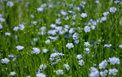 Обои цветы, лен, flowers, Лён, голубые цветы, голубой лен картинки на  рабочий стол, раздел природа - скачать