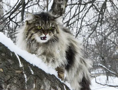 Лесной дикий кот фото