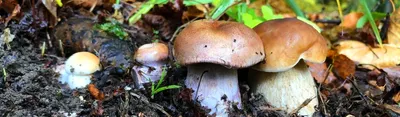 Как вырастить лесные грибы на даче?: Общество: Облгазета