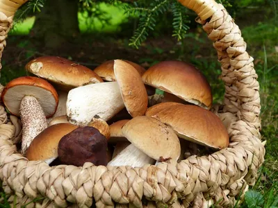 Лесные грибы пять стоковое изображение. изображение насчитывающей тимберс -  157847683
