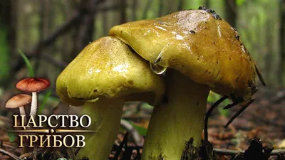 Как вырастить на дачном участке лесные грибы