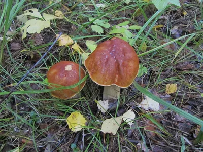 Лесные грибы - 51 фото