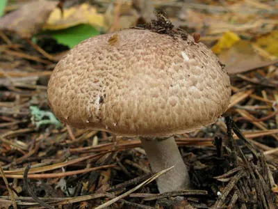 Ученый объяснил, почему лесные грибы стали более аллергичными - «Экология  России»