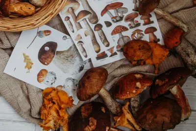Лесные грибы и ягоды по-прежнему опасны для жителей города Новозыбкова и  Новозыбковского района • Новозыбков.SU