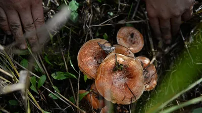 Лесные грибы на покрытой мхом земле - обои для рабочего стола, картинки,  фото