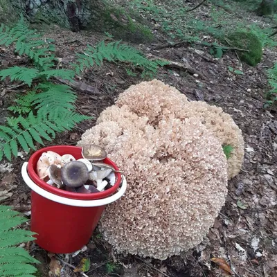 Как заморозить лесные грибы на зиму - 7 пошаговых фото в рецепте