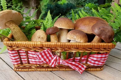 Лесные грибы: польза и вред для организма человека | СП - Новости Бельцы  Молдова