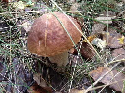 Пищевая ценность культивируемых грибов и их роль в питании населения РФ -  Грибная радуга