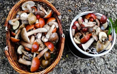 Почему грибы из леса, в основном, едят в России и странах бывшего СССР? -  «Как и Почему»