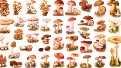 лесные грибы в траве. сбор грибов. гриб фото лес фото гифолома латериций  Стоковое Фото - изображение насчитывающей свеже, листья: 217018738