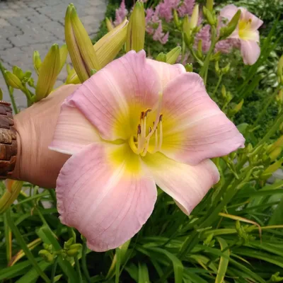 Лилейник | Цветы и растения для сада, широкий ассортимент