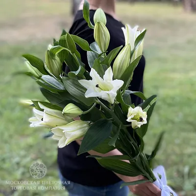 Букет 3 лилии Белая красавица купить за 3 150 руб. с круглосуточной  доставкой по Москве | Мосцветторг