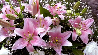 ᐉ Купить лилии в Алматы с доставкой | Интернет-магазин цветов и букетов  «ZakazBuketov»