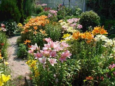 Лилия, цветы, дизайн, клумбы, сад, посадки, сорта, виды, фото и видео.