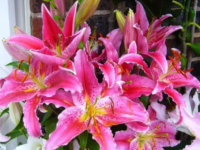 Пышность и красота цветов восточных лилий зависит от соблюдения важнейших  нюансов их посадки в весенний период | В моём саду | Дзен
