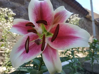 Я яркими красками жизнь распишу: То, что радует... Дела садовые -2019 (лилии  и лилейники)