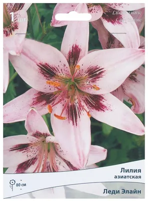 Лилия азиатская уистлер (asiatic lilium whistler). — купить по низкой цене  на Яндекс Маркете