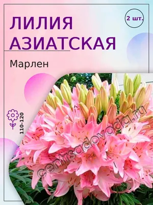 лилия азиатская марлен. луковичные цветы и растения. агрофирма поиск