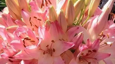 Цветы и луковицы лилии Марлен - GARDENIDEA