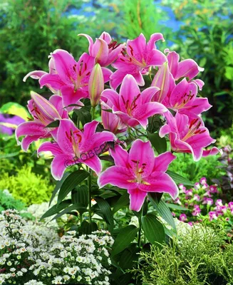 Лилии самые красивые - 86 фото
