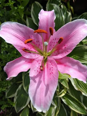 Цветение лилий в моем саду. | В гостях у Натали | Дзен